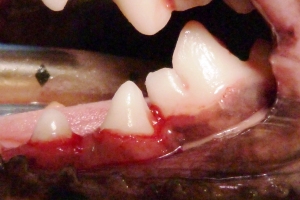 malformacion dental sin significacion patologica